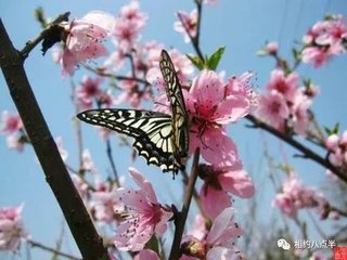 代别