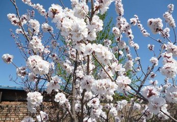 和梅圣俞杏花