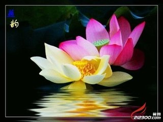 秋晚云阳驿西亭莲池