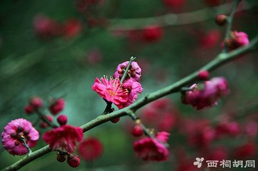 玉楼春·红酥肯放琼苞碎