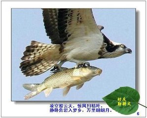 咏架上鹰