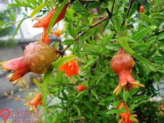 武关南见元九题山石榴花见寄