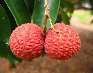 南乡子·双荔枝