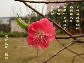 一落索·小桃风撼香红碎