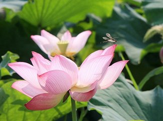 和乐天春词