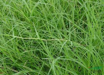 铁线草