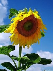 使院黄葵花