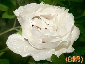 念奴娇（赋白牡丹和范廓之韵）