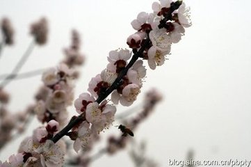 曲江亭望慈恩杏花发
