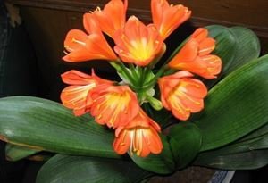 正月二十日与潘郭二生出郊寻春忽记去年是日同至女王城作诗乃和前韵