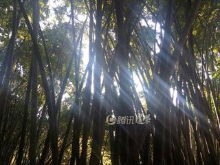 广州蒲涧寺（地产菖蒲，十二节。相传安期生