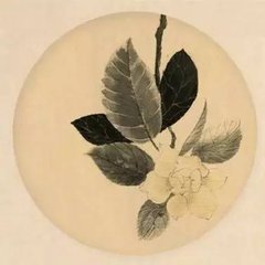苍术