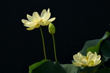 桂枝香（和詹天游就访）