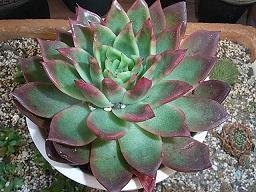 想夫怜　