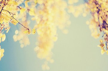 多丽·小楼寒