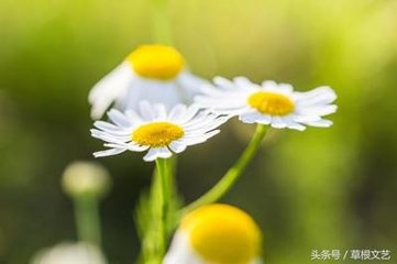 春事无几端居萧索追怀成都旧游慨然有赋