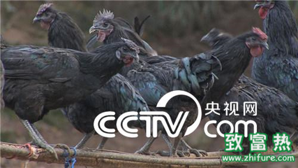 经栖白旧院二首