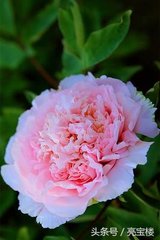 鹧鸪天（赋牡丹，主人以谤花索赋解嘲）