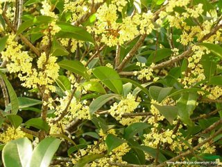 庐山中闻桂香忆游茅山时梦中游桂花下