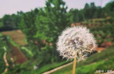 江城子 内乡县廨芳菊堂前，大酴＊架香绝异