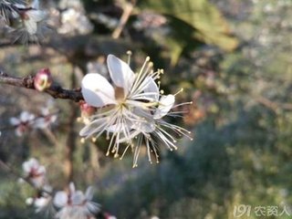 渔家傲·七月芙蓉生翠水