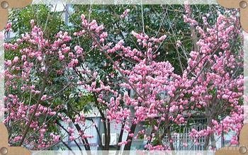 新葺小园二首