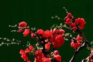 感皇恩（元夕后二日，同彦敬郎中饮洪宣慰山园红梅下，得感皇恩二关）