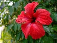 耕园驿佛桑花