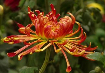 依韵和栽花二阕