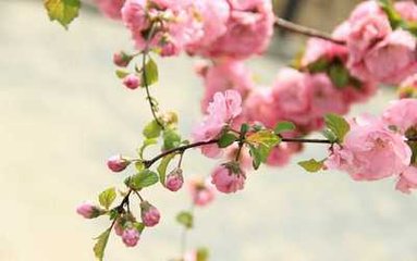 禹庙（此忠州临江县禹祠也）