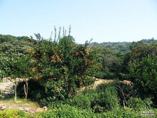 灵源庵