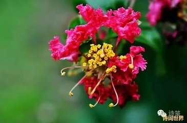 和令狐相公郡斋对紫薇花