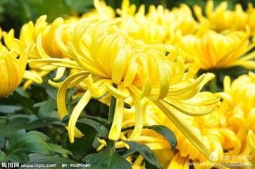 依韵奉和司徒侍中八月十九日赏菊