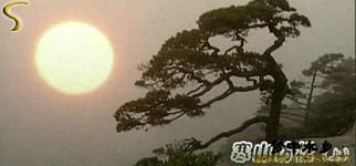 新秦郡松树歌