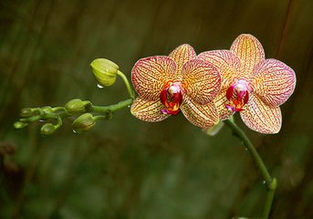 水兰花慢 元宵感旧