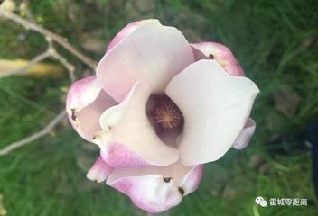 木兰花慢（看春有感）