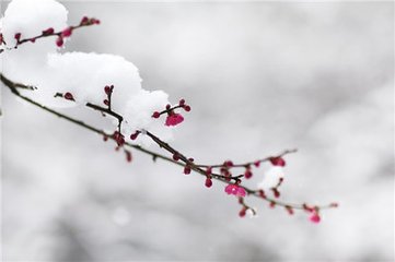 渔家傲·雪里已知春信至