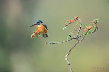 蝶恋花·面旋落花风荡漾