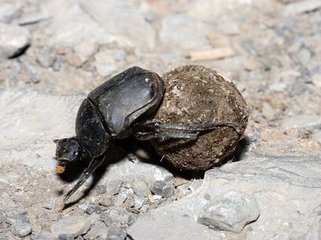 蜣螂转丸
