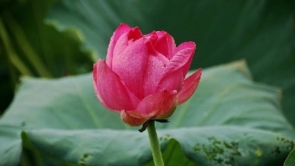 雨後散步後园
