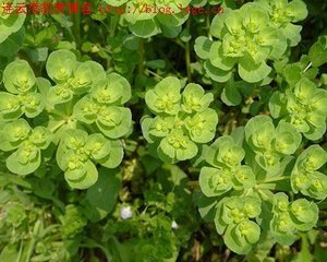 泽漆