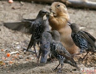 土拨鼠