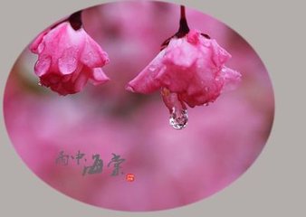 忆旧游（雨中海棠）