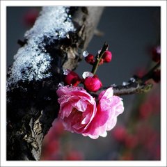 春晚寄卢使君