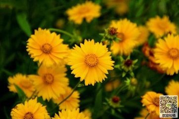 蝶恋花·黄菊开时伤聚散