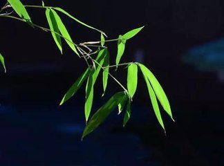 书堂前植竹今日移梅於其间