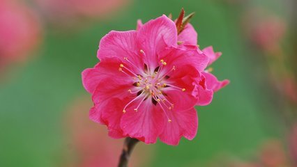 渔家傲·隔岸桃花红未半