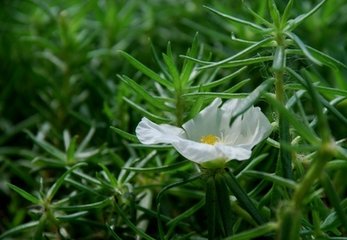 卜算子·疏树小花风