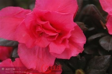 蛮州（一作杜牧诗，题云蛮中醉）