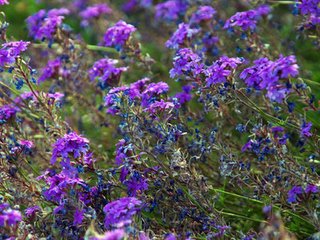 【仙吕】赏花时北